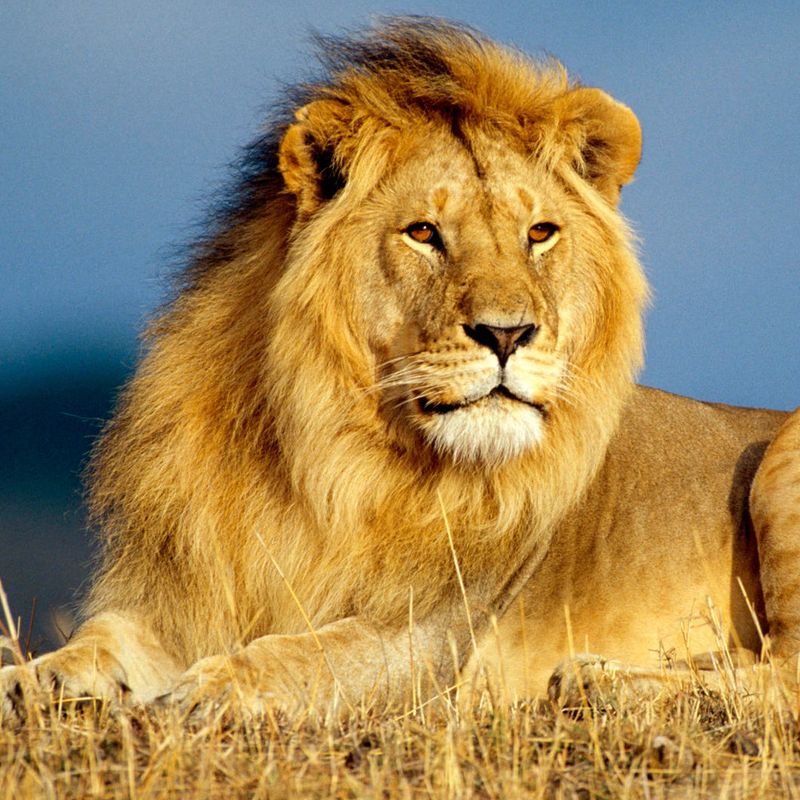 3 Days Masai Mara Safari