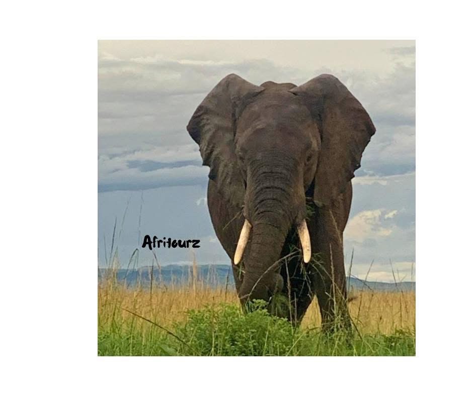 6 Days Masai Mara, Lake Nakuru & Amboseli safari