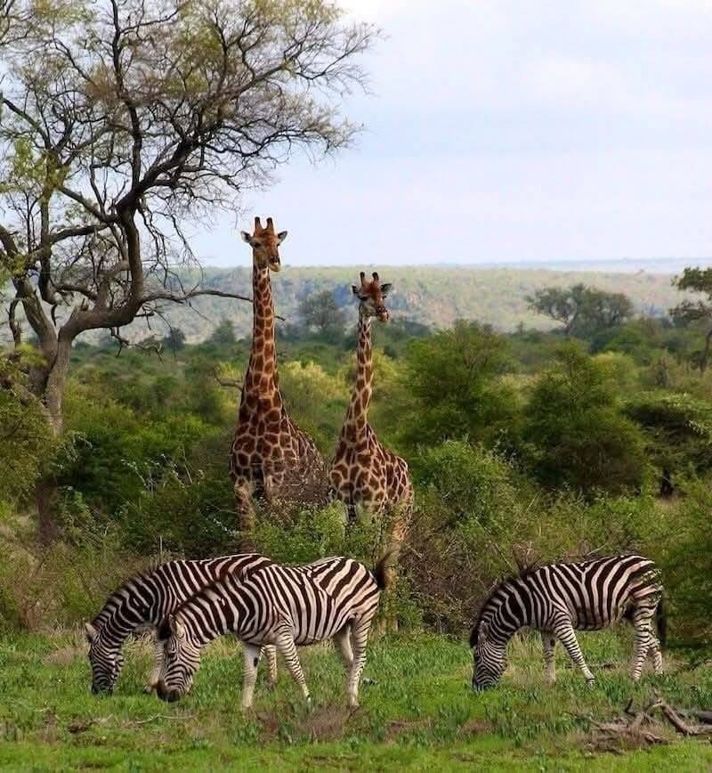 5-Day Roaring Kenya - Mid-Range