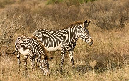 Samburu National Reserve