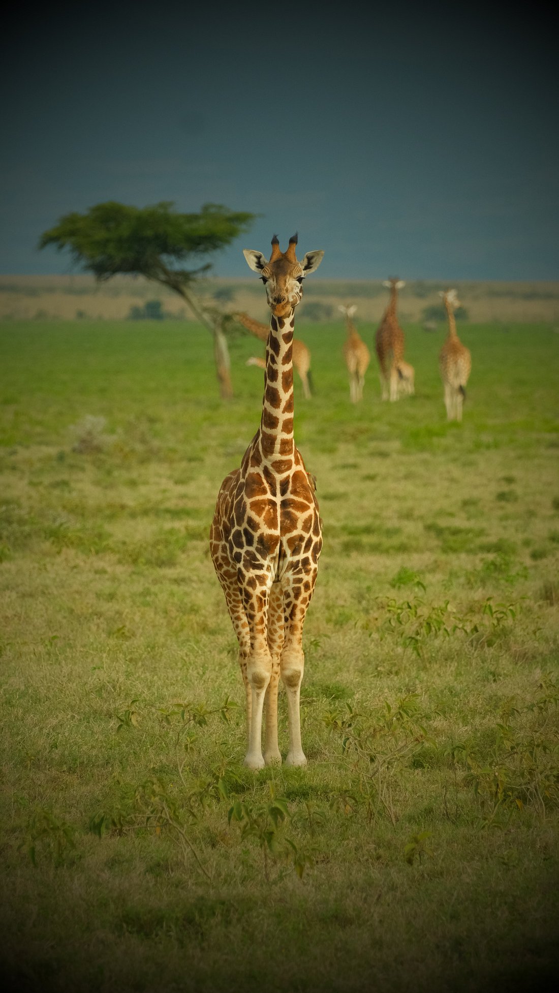 8-Day Kenya Bush Private Wildlife Safari