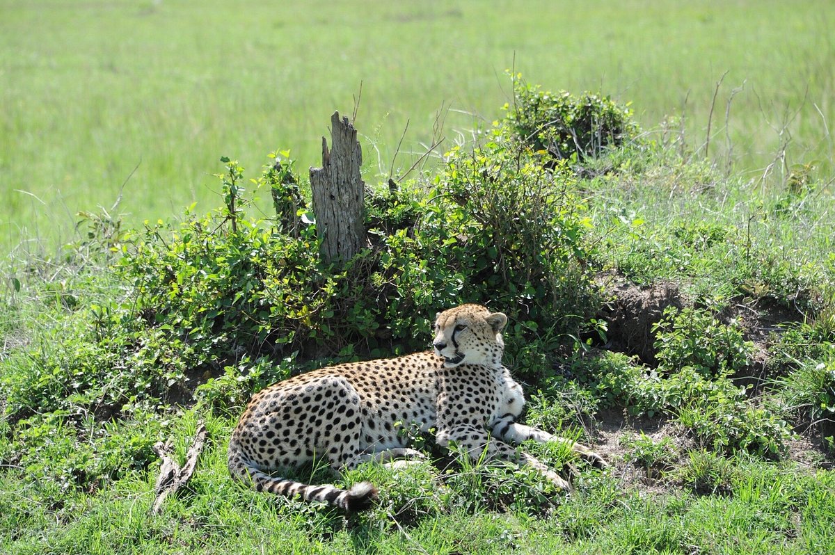 Masai Mara to Nairobi