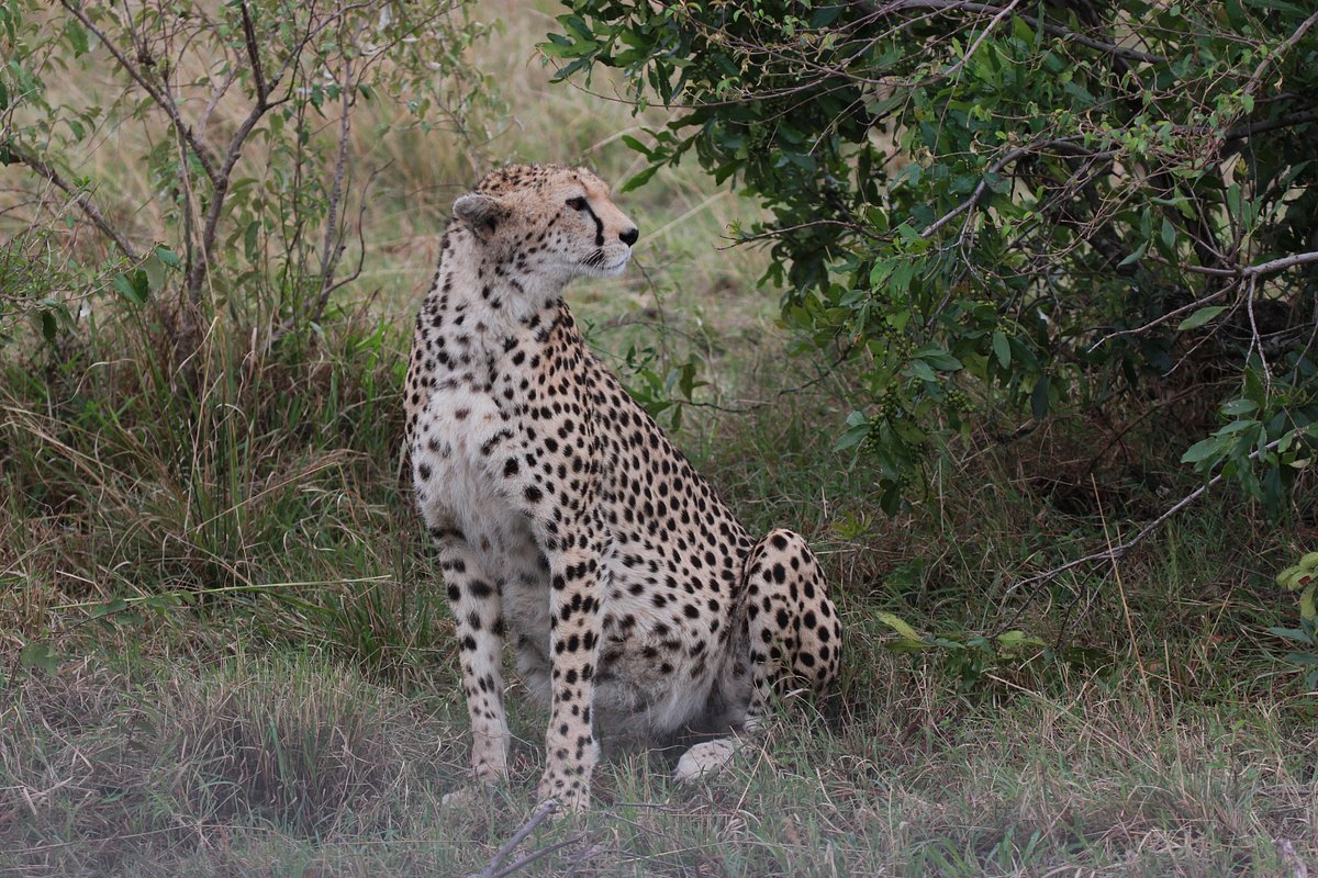 9-Day Magical Kenya & Tanzania Private Safari