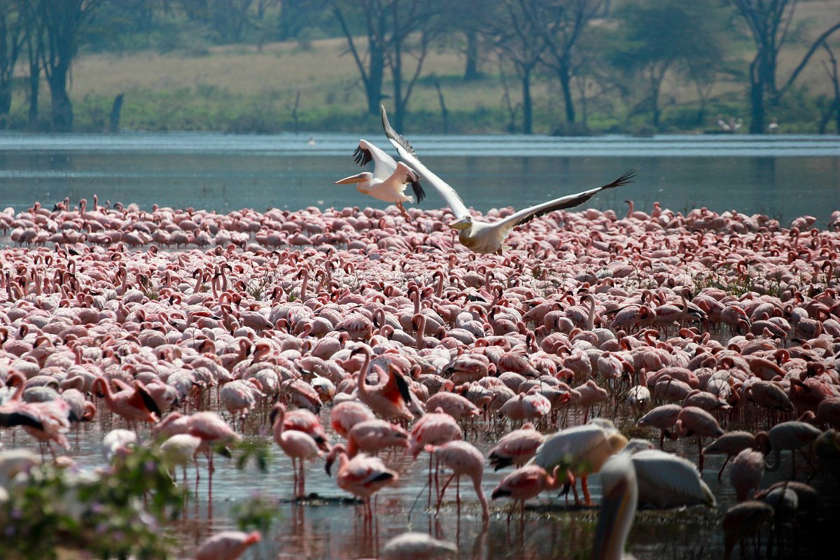 Ol Pejeta Conservancy to Lake Nakuru National Park