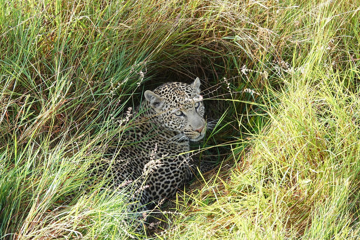 Masai Mara National Reserve