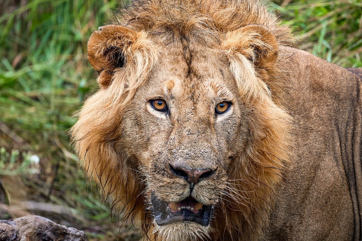 Ngorongoro Conservation Area to Amboseli National Park