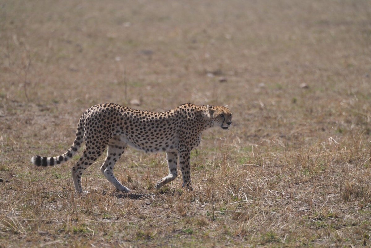 Masai Mara National Reserve