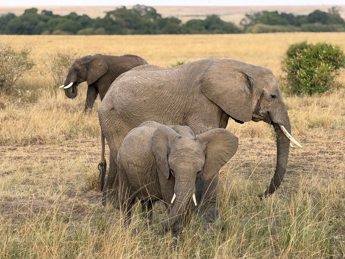 Masai Mara to Serengeti National Park