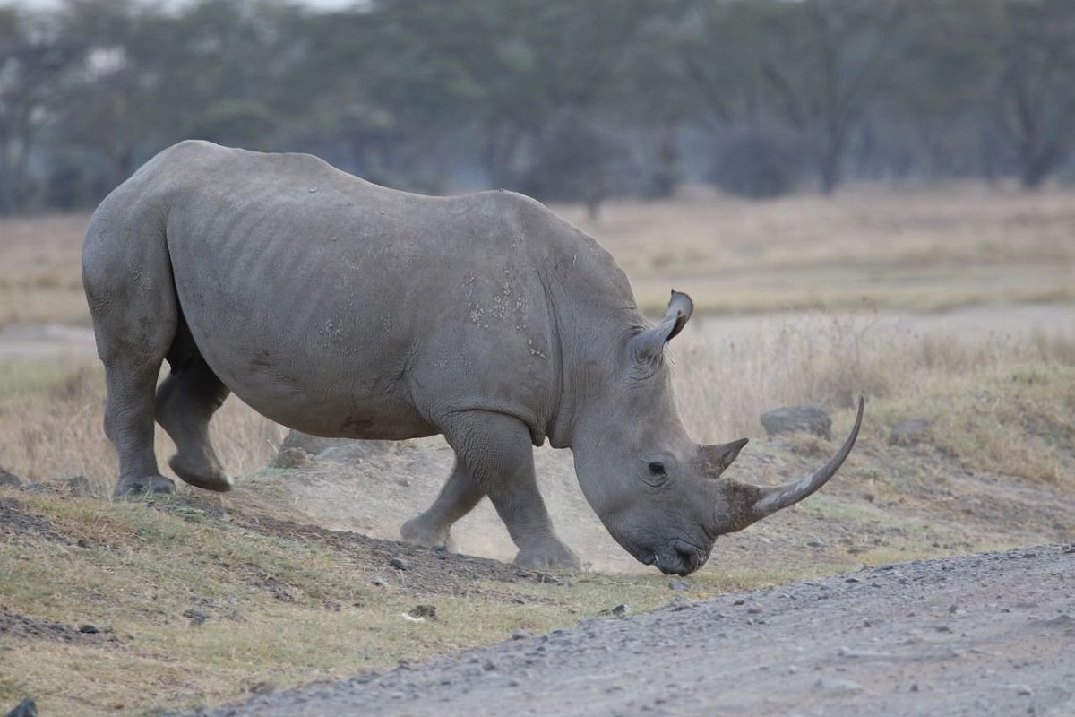Amboseli National Park