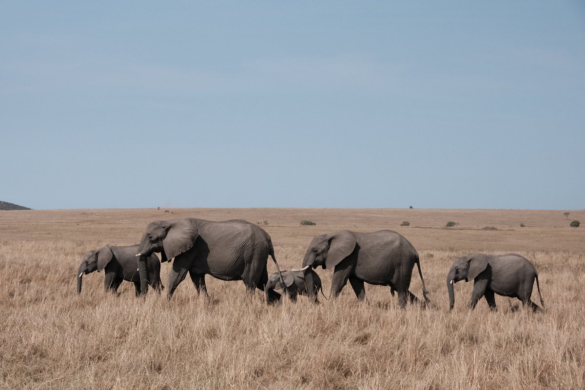 Masai Mara National Reserve