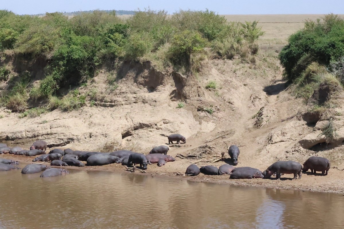 Masai Mara National Reserve