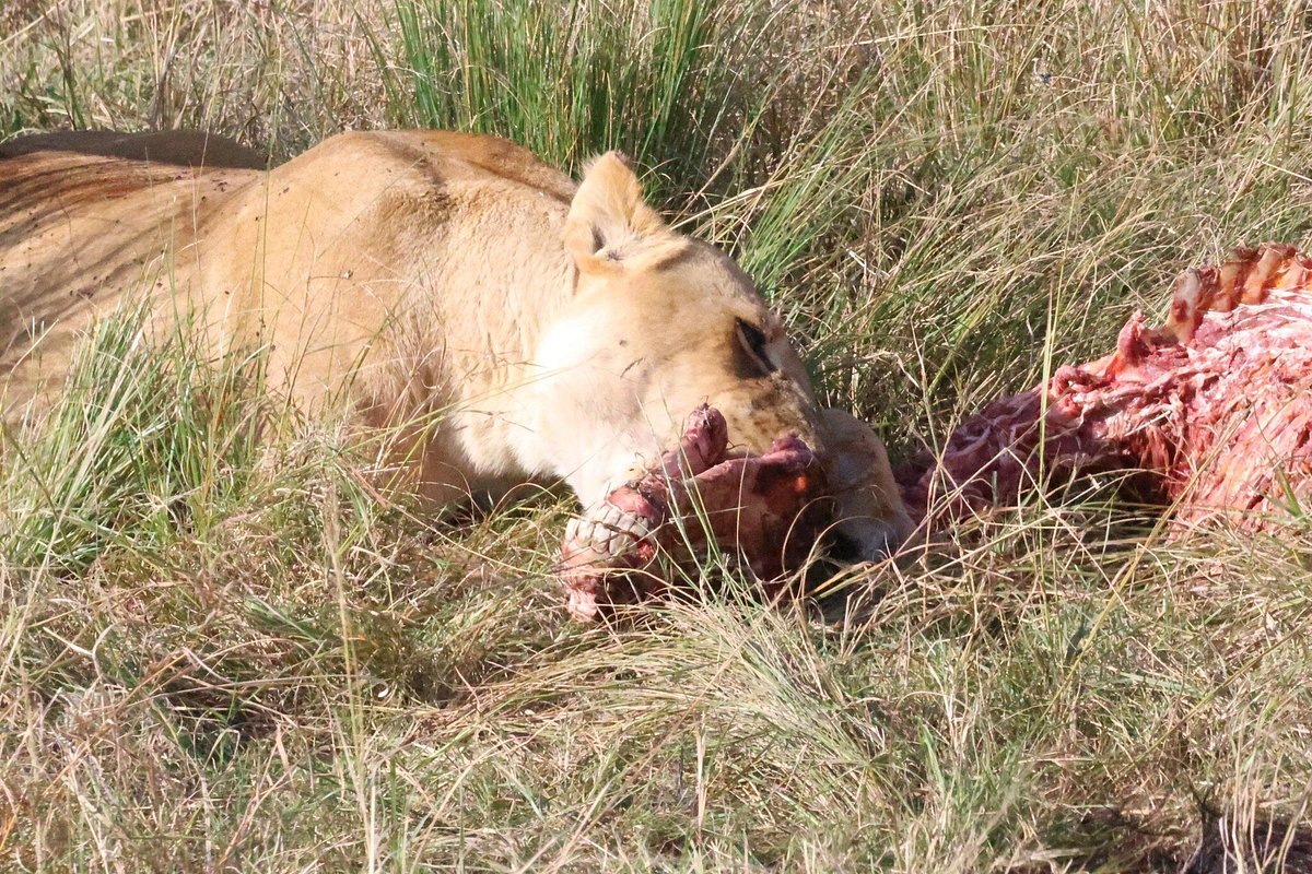 Masai Mara