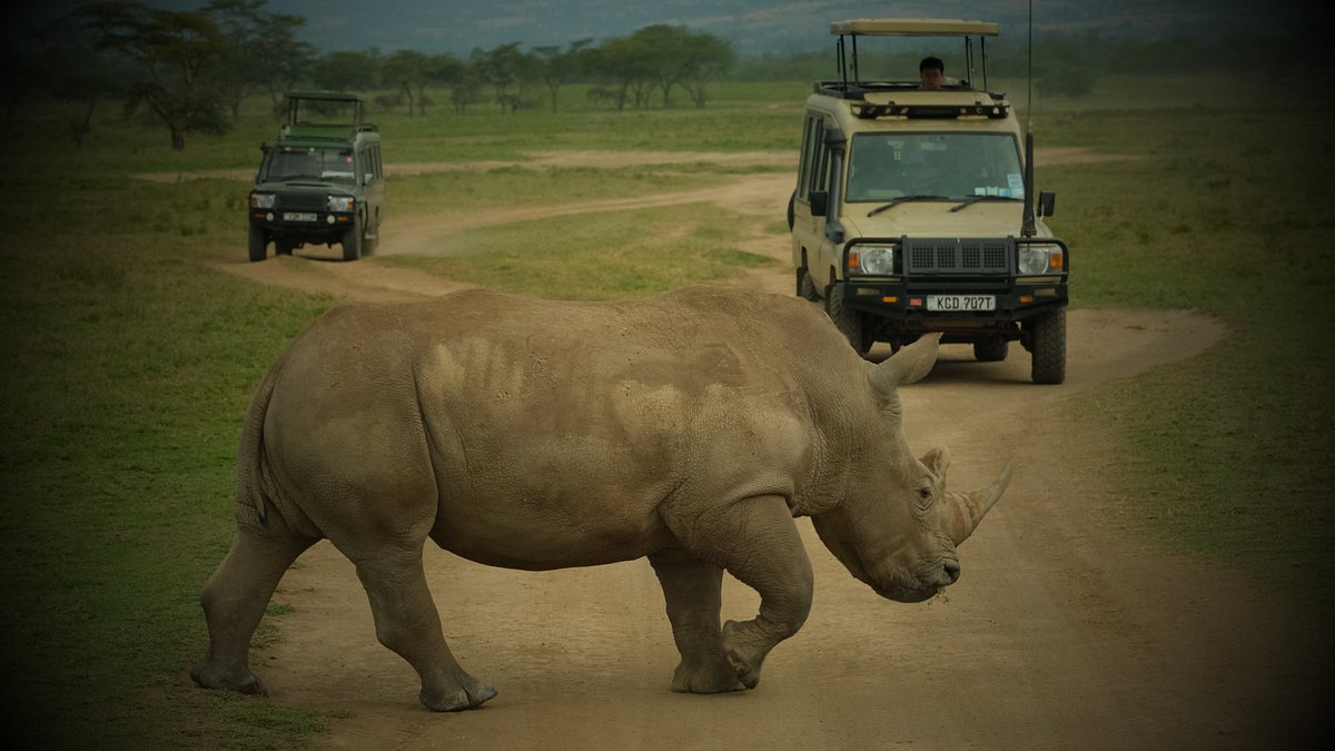 4-Day Luxury Wildebeest Migration Safari