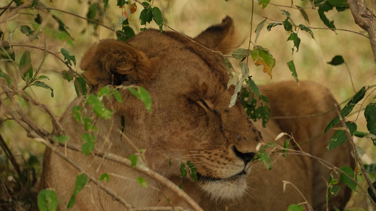 Masai Mara National Reserve