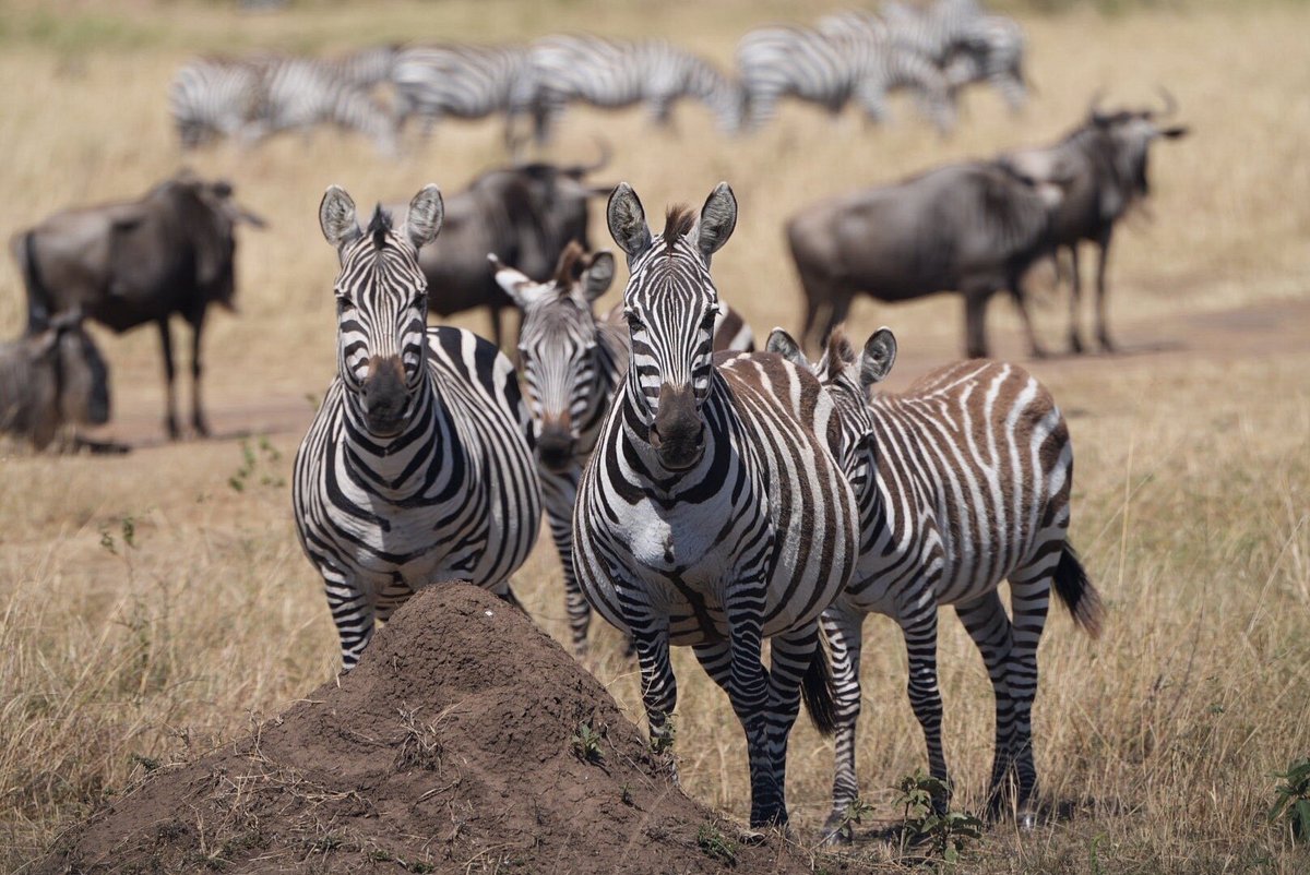 Serengeti National Park to Ngorongoro Conservation Area